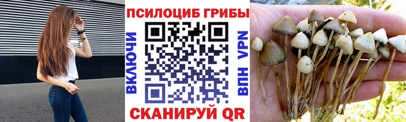 Купить Володарск Галлюциногенные грибы Magic Shrooms